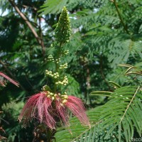 Calliandra houstoniana var. calothyrsus (Meisn.) Barneby